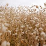 Cotton purchase in Tamil Nadu is continuously decline Cotton