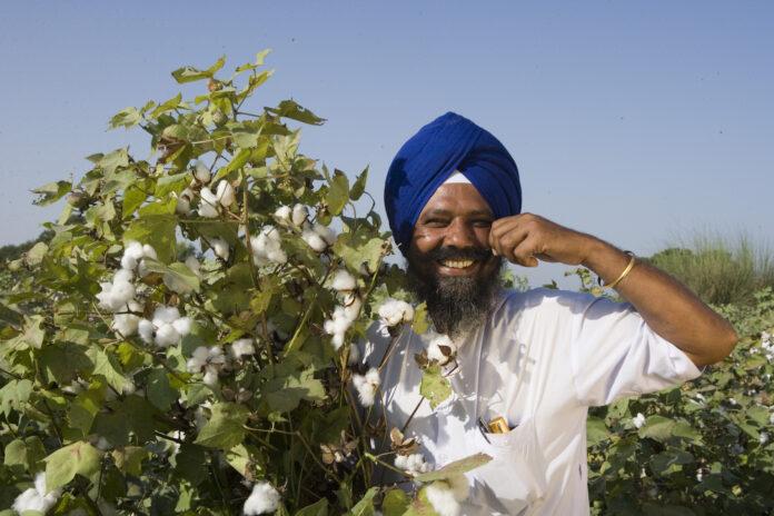 Cotton Production in india