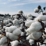 Centre approves quality control order for mandatory certification of cotton bales cotton bales