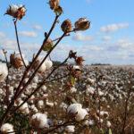 Trading in Cotton Futures Contract starts in collaboration of Centre, MCX, trade & industry Cotton Futures Contract