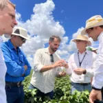 Better Cotton and ABRAPA Announce Integrated Pest Management Workshop Dr Peter Ellsworth demonstrates how to sample and monitor leaves for pests, with Dr Paul Grundy (second from left) and Better Cotton employees João Rocha (centre) and Fábio Antônio Carneiro (far left).