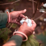 Better Cotton trials innovative traceability solutions in India Better Cotton