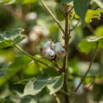 Better Cotton Launches New 2030 Impact Targets Photo Credit - BCI/Khaula Jamil. Location: Rahim Yar Khan, Punjab, Pakistan, 2019. Description: Cotton harvest.