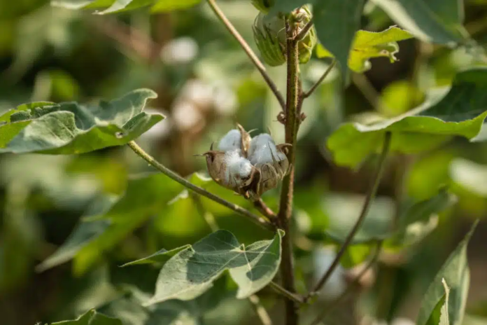 Photo Credit - BCI/Khaula Jamil. Location: Rahim Yar Khan, Punjab, Pakistan, 2019. Description: Cotton harvest.