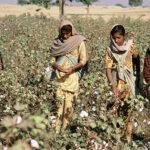 Over cotton supply led to prices crash Due to sluggish demand continuing across the value chain, cotton prices are moderating in line with the same trend