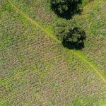 Better Cotton offers input on US Federal Trade Commission’s green guides Better Cotton