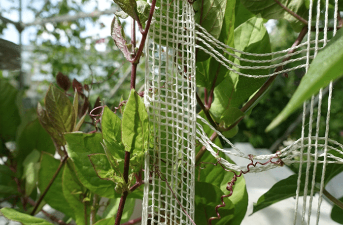 Vertical urban greening with nets from weft knitting machines. Photo - Karl Mayer