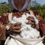 Better Cotton and Cotton Egypt Association forge new strategic partnership in Egypt Better Cotton and Cotton Egypt Association