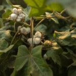 Better Cotton calls for alignment on EU greenwashing proposals Better Cotton