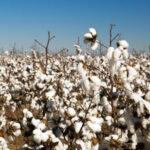 30-40% cotton seeds scarce in the next season in India