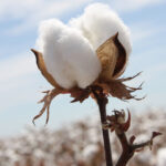 India to promote domestic Kasturi Cotton to wrest share in textiles exports from Bangladesh, Vietnam