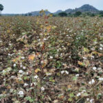 Revamp of cotton farming to help boost production in India