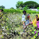 As cotton prices dip below MSP, CCI procures 6 lakh quintals in Madhya Pradesh