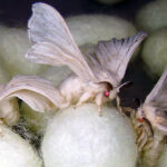 Kraig Biocraft Laboratories signs landmark agreement in Vietnam’s silk production capital Kraig Biocraft Laboratories