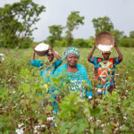 Better Cotton, in collaboration with African Export-Import Bank Better Cotton