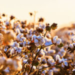 National Cotton Council (NCC) statement on farm bill house legislation National Cotton Council