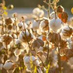 Cotton Council International uinites industry leaders to weave India-U.S. Cotton trade relations U.S. Cotton