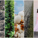 Napapijri, good earth cotton collaborate to create summer essentials with transparent traceability Good Earth Cotton