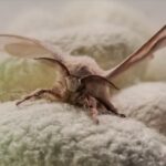 Kraig Biocraft laboratories enters rapid growth rearing phase for third spider silk production cycle Kraig Labs