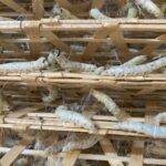 Kraig Biocraft Laboratories successfully completes third commercial spider silk production cycle Kraig Biocraft