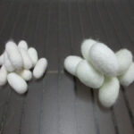 Kraig Biocraft Laboratories recaps year of breakthrough achievements with BAM-1 Hybrids Kraig Biocraft Laboratories