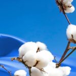 Kasturi Cotton introduces new staple lengths to meet market demand Kasturi Cotton