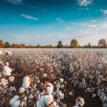 CAI lowers 2024-25 cotton pressing estimate to 301.75 lakh bales CAI