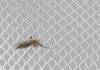 KARL MAYER: Highly Efficient Production Of Mosquito Net Fabrics KARL MAYER