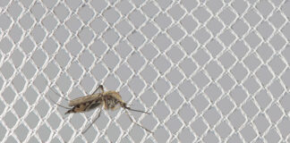 KARL MAYER: Highly Efficient Production Of Mosquito Net Fabrics KARL MAYER