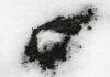ALLIED Feather + Down finds 85% lower carbon emissions than estimated down industry average ALLIED Feather