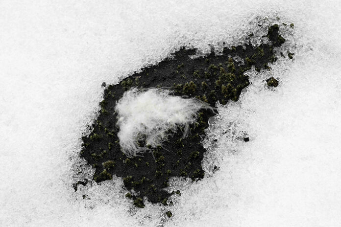 ALLIED Feather