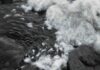 ALLIED Feather + Down expands TrackMyDown Platform with audited carbon footprint data ALLIED Feather + Down